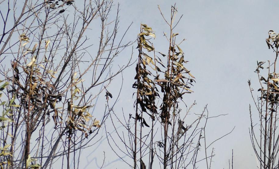 O Corpo de Bombeiros do Paraná ministra nesta semana no Parque Estadual de Vila Velha, em Ponta Grossa, treinamento sobre combate a incêndios florestais e uso da queima controlada. Foto: IAP