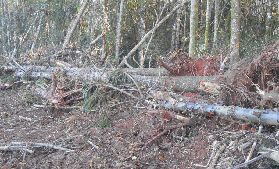 Fiscais do Instituto Ambiental do Paraná (IAP) fizeram uma força-tarefa para verificar o desmatamento ilegal na regiões Central e Sul do Estado, entre 8 e 26 de agosto. A operação resultou em 20 autos de infração lavrados, que somam R$ 293 mil em multas. Também foram embargados 59,89 hectares de área desmatada sem as devidas autorizações legais.Foto: Divulgação IAP