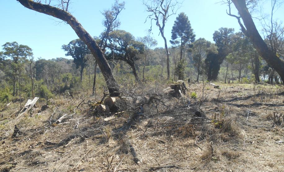 Fiscais do Instituto Ambiental do Paraná (IAP) fizeram uma força-tarefa para verificar o desmatamento ilegal na regiões Central e Sul do Estado, entre 8 e 26 de agosto. A operação resultou em 20 autos de infração lavrados, que somam R$ 293 mil em multas. Também foram embargados 59,89 hectares de área desmatada sem as devidas autorizações legais.Foto: Divulgação IAP