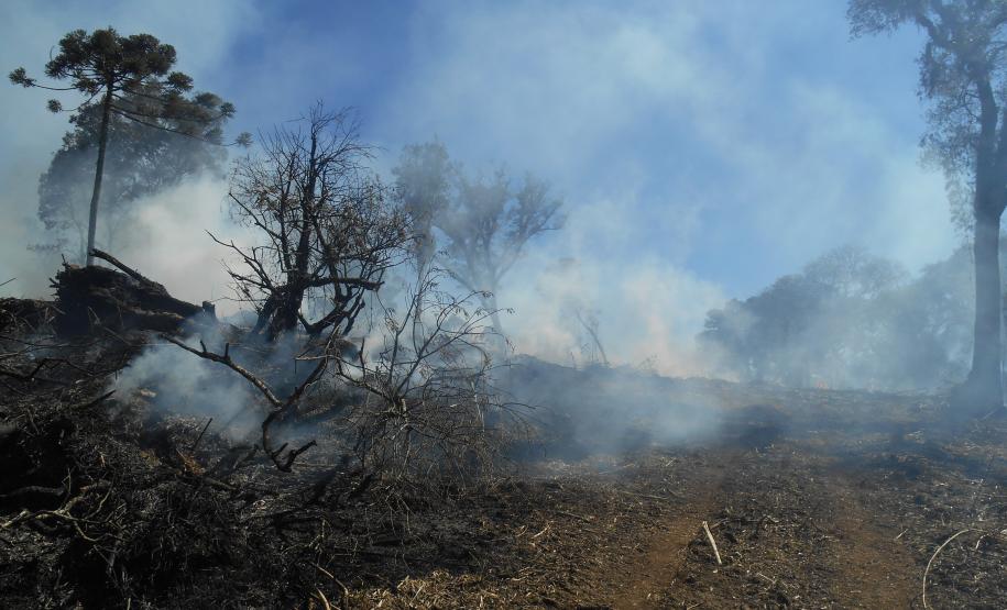 Fiscais do Instituto Ambiental do Paraná (IAP) fizeram uma força-tarefa para verificar o desmatamento ilegal na regiões Central e Sul do Estado, entre 8 e 26 de agosto. A operação resultou em 20 autos de infração lavrados, que somam R$ 293 mil em multas. Também foram embargados 59,89 hectares de área desmatada sem as devidas autorizações legais.Foto: Divulgação IAP