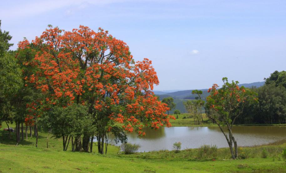 Florada de árvores nativas deixa primavera mais exuberante em várias regiões paranaenses. Na foto, Corticeira Falcata.Foto: Divulgação IAP