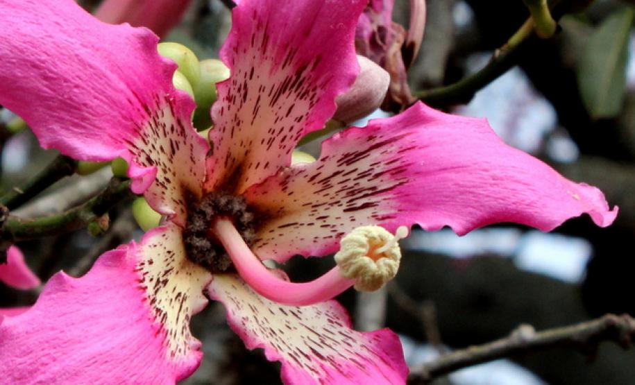 Florada de árvores nativas deixa primavera mais exuberante em várias regiões paranaenses. Na foto flor de paineira.Foto: Divulgação IAP