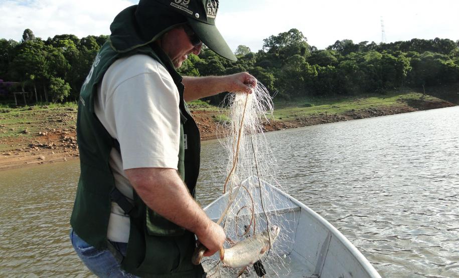 A pesca de espécies nativas estará proibida a partir desta terça-feira (01) em todos os rios do Paraná devido à piracema, época em que a maioria das espécies se reproduz. Até o dia 28 de fevereiro de 2017, espécies como dourado, lambari, bagre, jaú e pintado, entre outras, estarão protegidas, de acordo com instrução do Ibama (nº 25/2009), e reforçada no Estado por portaria do IAP (nº 206/2016).Foto: IAP/Arquivo ANPr