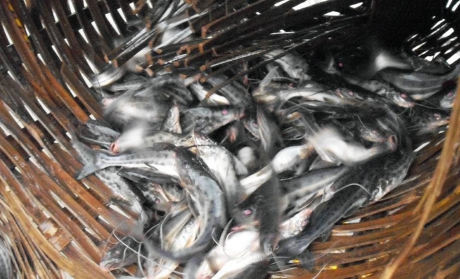 A pesca de espécies nativas estará proibida a partir desta terça-feira (01) em todos os rios do Paraná devido à piracema, época em que a maioria das espécies se reproduz. Até o dia 28 de fevereiro de 2017, espécies como dourado, lambari, bagre, jaú e pintado, entre outras, estarão protegidas, de acordo com instrução do Ibama (nº 25/2009), e reforçada no Estado por portaria do IAP (nº 206/2016).Foto: IAP/Arquivo ANPr