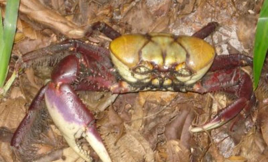 A temporada de captura do caraguejo-uçá começa nessa quinta-feira (1º) no Estado. O Instituto Ambiental do Paraná (IAP) alerta sobre as precauções e restrições necessárias para garantir a continuidade da espécie no território paranaense e os cuidados com o bem-estar dos animais.Curitiba, 30/11/2016.Foto: Divulgação IAP