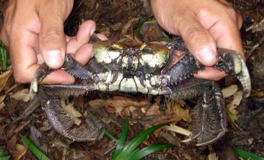 A temporada de captura do caraguejo-uçá começa nessa quinta-feira (1º) no Estado. O Instituto Ambiental do Paraná (IAP) alerta sobre as precauções e restrições necessárias para garantir a continuidade da espécie no território paranaense e os cuidados com o bem-estar dos animais.Curitiba, 30/11/2016.Foto: Divulgação IAP