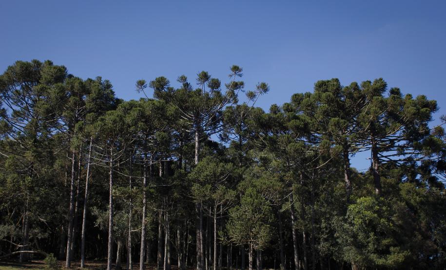 A emissão de novas autorizações florestais para supressão (desmatamento autorizado), corte e exploração de vegetação continua suspensa no Paraná por mais 90 dias, ou seja, até 11 de abril. Foto: Pedro Ribas / ANPr