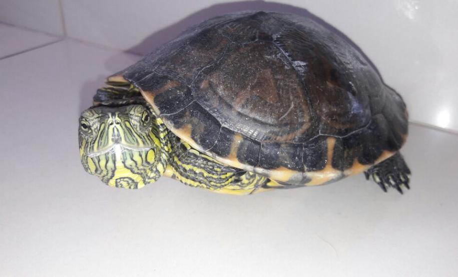 Portaria do Instituto Ambiental do Paraná regularizou a adoção de animais silvestres que não podem voltar à natureza. Em seis meses, 11 apreendidos foram adotados.Foto: IAP