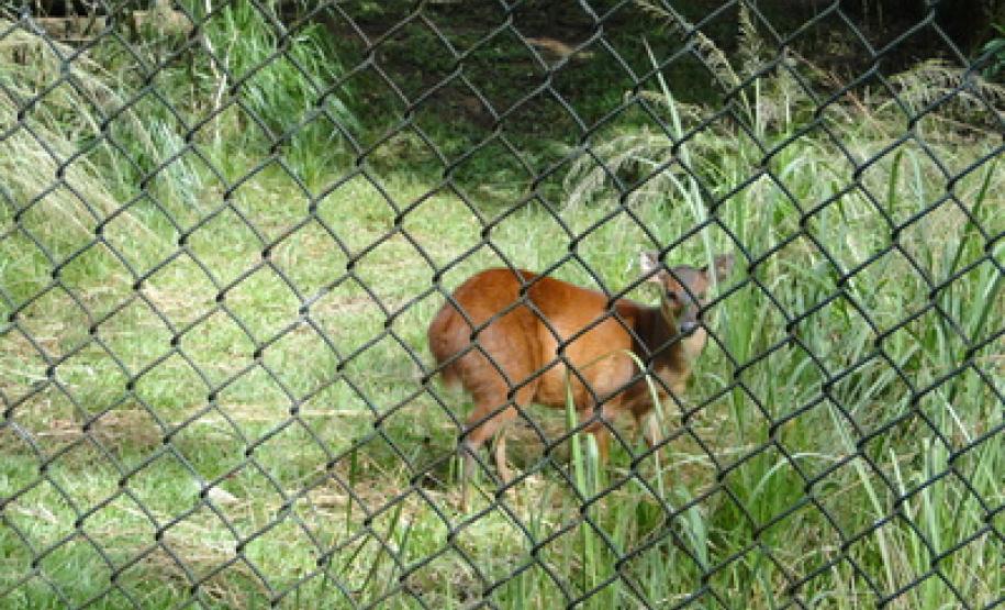 O Parque Ecológico mantido pela Klabin (PEK) na Fazenda Monte Alegre, em Telêmaco Borba, recebeu do Instituto Ambiental do Paraná (IAP) a Licença Ambiental de Operação. O documento permite a ampliação das atividades do Parque, que passa a funcionar também como um Centro de Reabilitação de Animais Silvestres (CRAS).Foto: Divulgação IAP