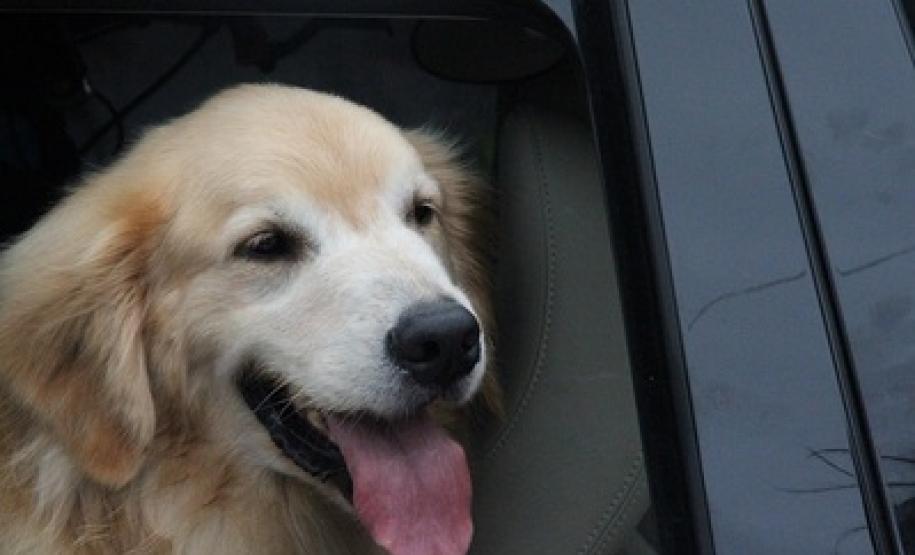 A Secretaria de Meio Ambiente e Recursos Hídricos (Sema), com apoio de diversos órgãos do Governo do Estado, promoveu uma blitz educativa no calçadão de Caiobá, em Matinhos (PR), na tarde deste sábado (11/02) para alertar motoristas e passageiros sobre a conscientização para o transporte e os cuidados com a saúde dos animais de estimação