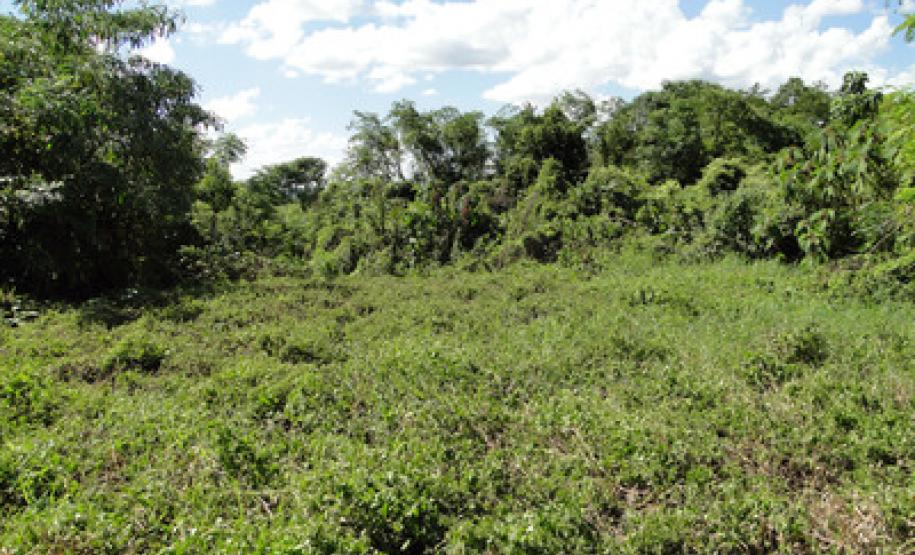 Parceria entre o Governo do Estado, por meio do Instituto Ambiental do Paraná (IAP), a Estação Ecológica de Palmital, município da região Central do Paraná, mudou a relação da população local com o meio ambiente. Palmital, 15/03/2017.Foto: Divulgação IAP
