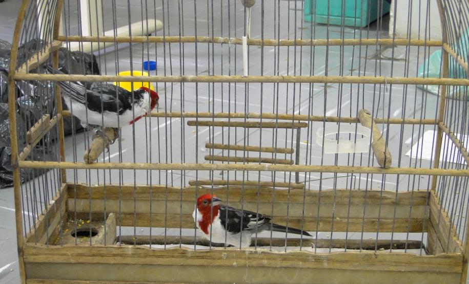 O Instituto Ambiental do Paraná (IAP) cedeu os cuidados de 32 pássaros silvestres a voluntários que se cadastraram junto ao órgão. São animais das mais diversas espécies nativas silvestres que não têm condições de retornar à natureza. Os voluntários fizeram o cadastro para serem guardiões dessas espécies. Curitiba, 06/04/2017.Foto: Divulgação IAP