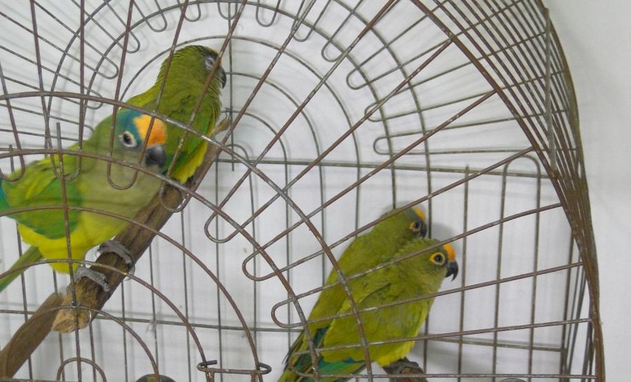 O Instituto Ambiental do Paraná (IAP) cedeu os cuidados de 32 pássaros silvestres a voluntários que se cadastraram junto ao órgão