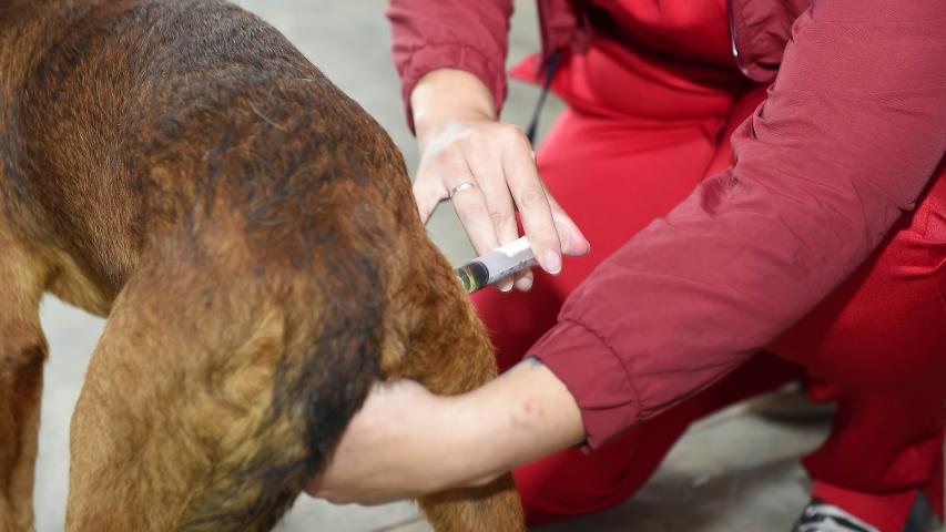 Proteção animal e humana: programa de castração também oferta vacina contra a raiva