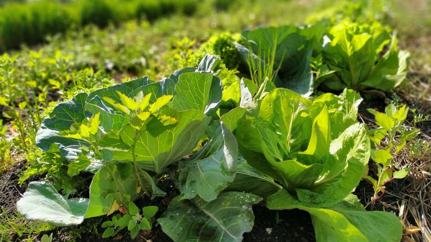 IAT vai investir R$ 39,1 milhões em 13 projetos de agroecologia no Paraná 