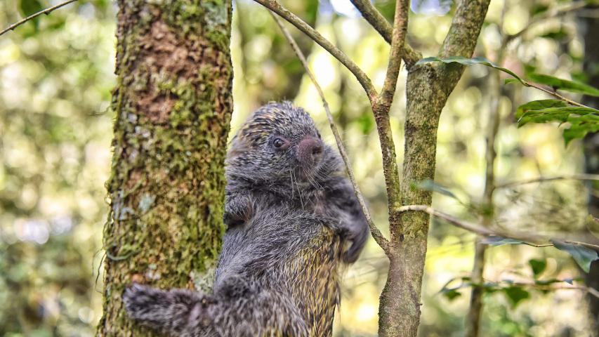 O ouriço é um dos animais silvestres que costuma se movimentar com o aumento gradativo da temperatura a partir da primavera Foto: Denis Ferreira Netto/SEDEST