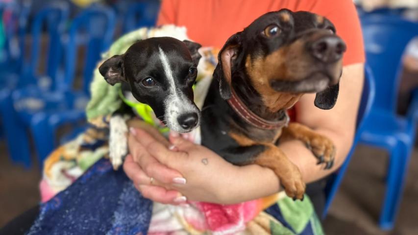 CastraPet beneficiou 15,8 mil animais do Litoral e RMC; confira agenda de novembro
